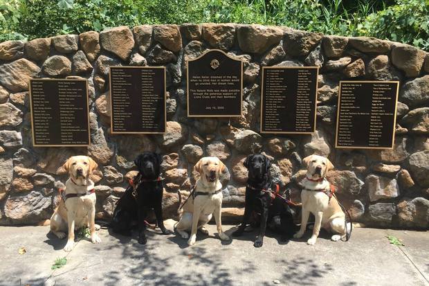 guiding-eyes-for-the-blind