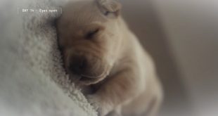 IBM et Guiding Eyes for the Blind s'associent pour les chiens d'aveugles