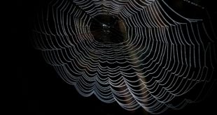 dark web mots de passe fortune 500