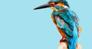 ia reconnaissance oiseaux