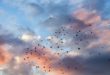 migration cloud entreprises