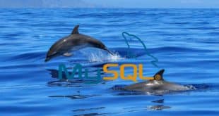 mysql tout savoir