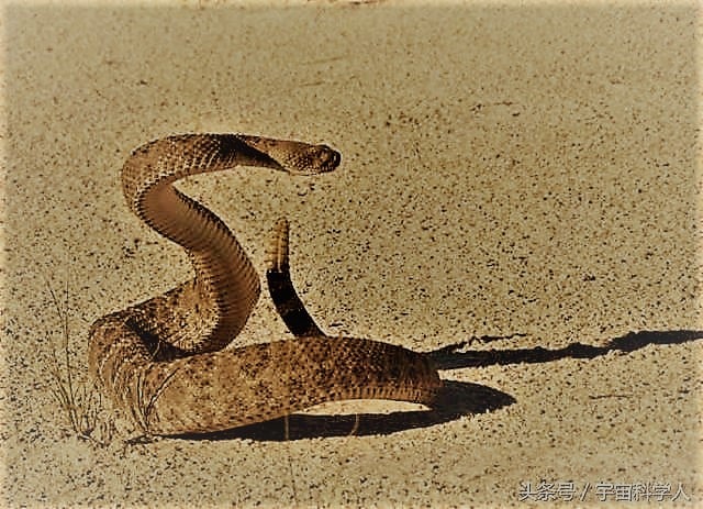 un serpent qui cherche de la nourriture dans le désert