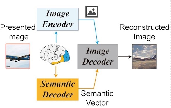 ia image brain process