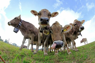 Réduction des émissions de méthane Mootral Enterix Advanced Agriculture durable