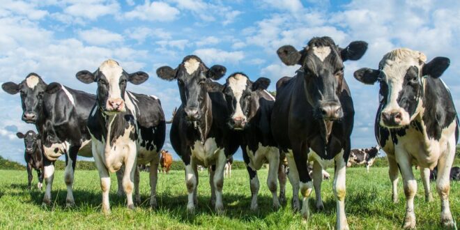 Mootral Enterix Advanced - réduction des émissions de méthane