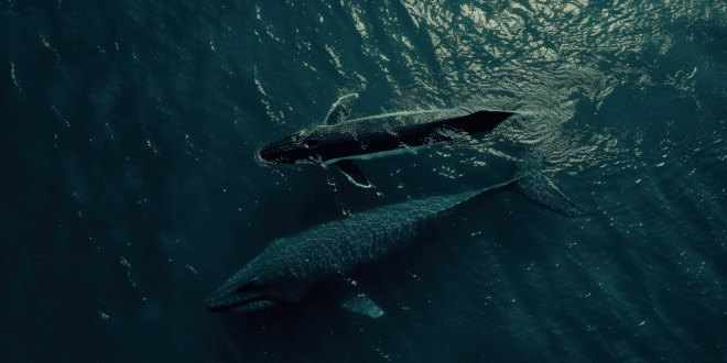 Secrets des baleines bleues