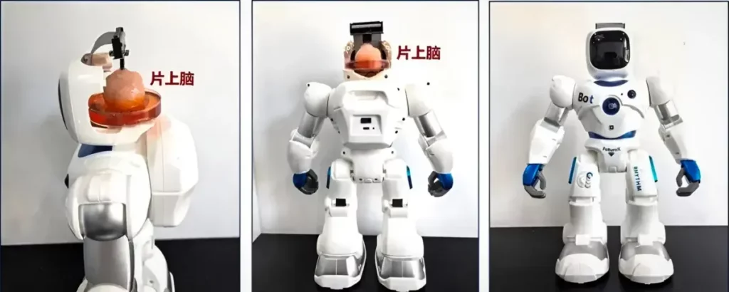 robot humain cerveau metaboc