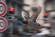 Un canard farceur sous les feux du radar.