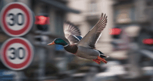Un canard farceur sous les feux du radar.