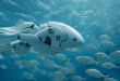 Ce poisson robot devenu le chef d'un vrai banc.