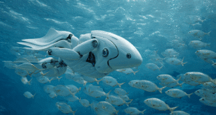 Ce poisson robot devenu le chef d'un vrai banc.