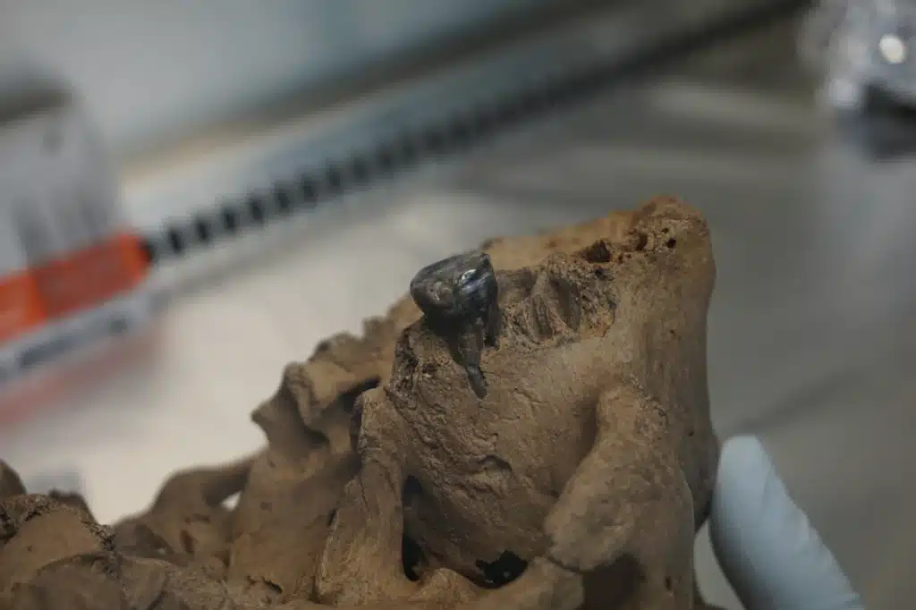 Le mystère de l'Homme-Dragon enfin dévoilé : à qui appartient ce squelette ?