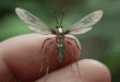Nano drone en forme de moustique