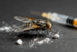 une mouche avec des éléments visuels représentant l'addiction