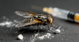 une mouche avec des éléments visuels représentant l'addiction