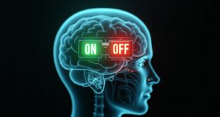 Cerveau muni d'interrupteur