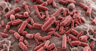 épidémie diarrhée